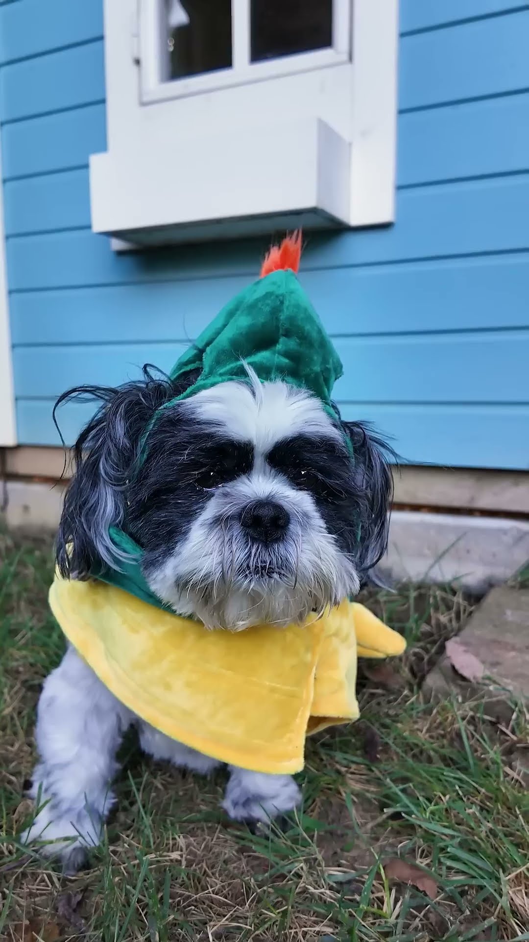 Super Mario and Peaches Are the Wiggles Waggles and Waffles #FamilyFun #FunnyDogs #supermario