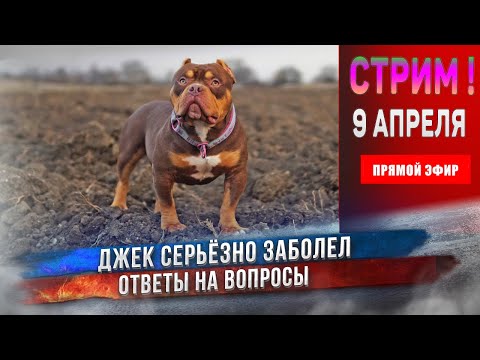 Видео: Мы спросили, вы ответили: что бы вы посоветовали владельцам новых собак?