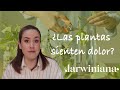 ¿Las plantas sienten dolor? 🌱 | darwinianA 🌻