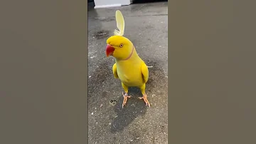 YELLOW RINGNECK TALKING PARROT Cute Bird 