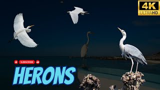 Horens | Birds Simple Videos | Beauty of universe