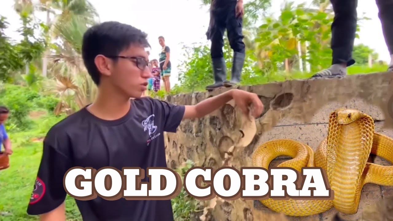 GINTONG COBRA SA AGDANGAN QUEZON #cobraprince