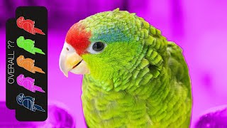 Mexican Red Crowned Amazon, The Best Pet Parrot?