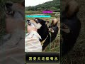 #黑柴犬 喝水，0:17向天池中有人？...