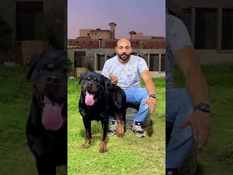 معلومات عن كلب الروت ويلر