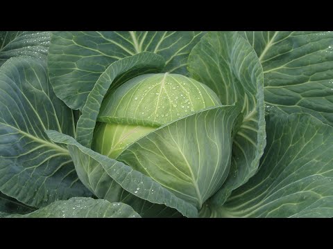ЧЕМ МОЖНО ПОДКОРМИТЬ КАПУСТУ ДЛЯ ЗАВЯЗЫВАНИЯ КОЧАНОВ.РЕЗУЛЬТАТ НЕ ЗАСТАВИТ ДОЛГО ЖДАТЬ.