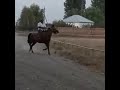 Makar Ağcabədi atı