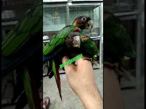 Blue Throated Conure #shorts