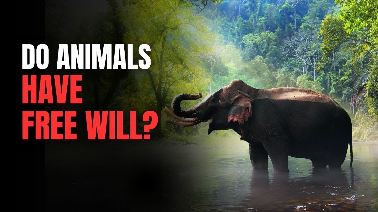 Do animals have free will? (or Is It All Instinct)