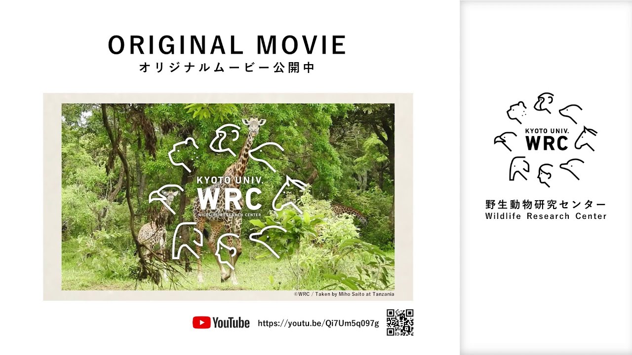 京都大学部局紹介映像 野生動物研究センター Introduction Video Wildlife Research Center Kyoto University Youtube