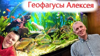 Геофагусы Алексея