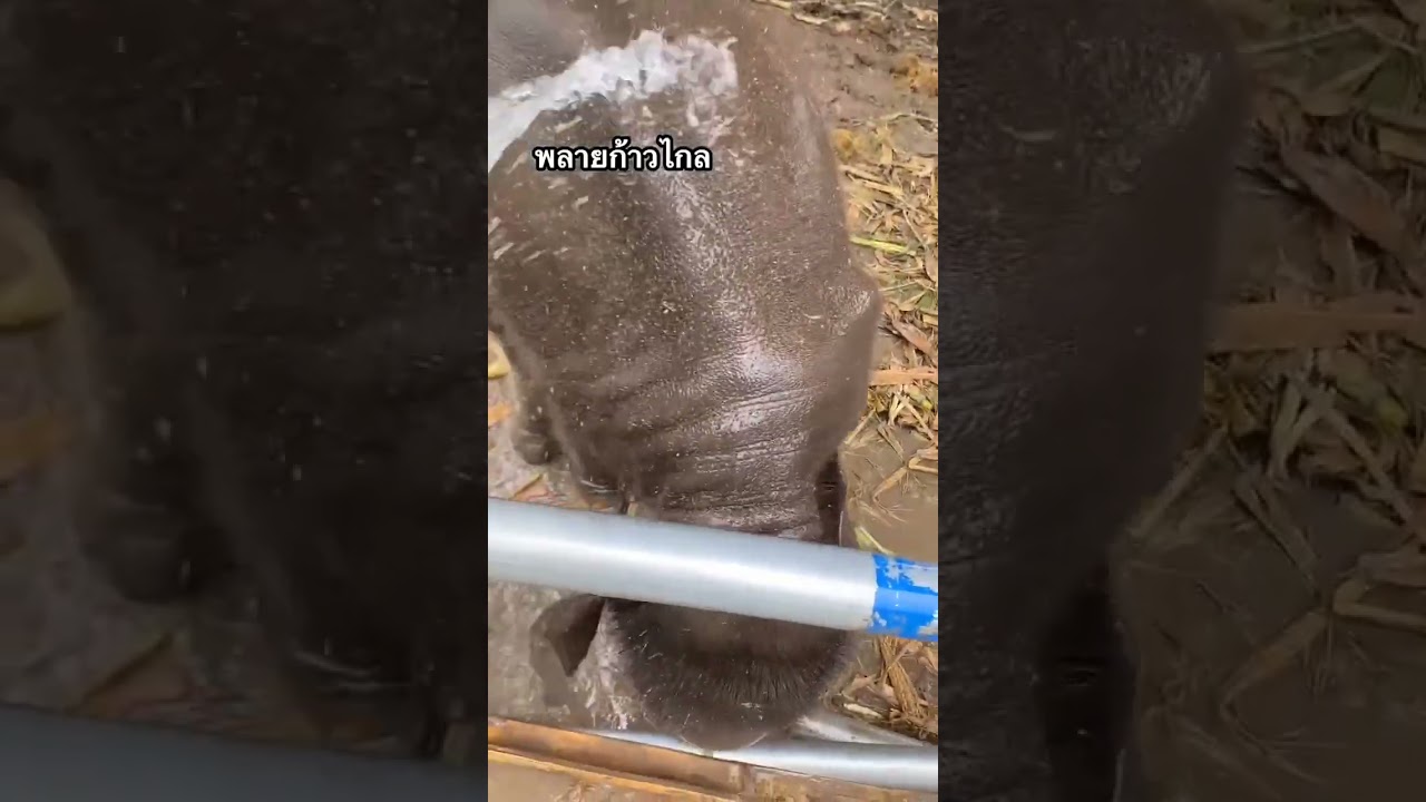 Elephant drinks and bath 