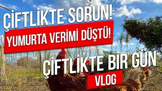 Çiftlikte neler yapıyoruz ? Yumurta verimimiz düştü!