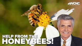 Celebrity Small beehives making a big impact in Charlotte Net Worth