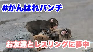 パンチくん、お友達とレスリングに夢中　（Punch-kun is engrossed in wrestling with his friends.）2026.04.03