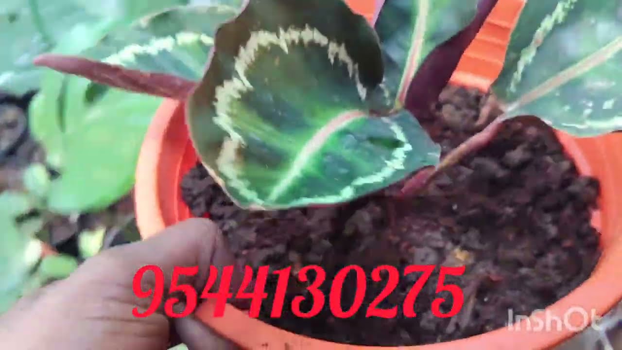 Calathea, philodendron plants sales. Limited stock. Contact 9544130275