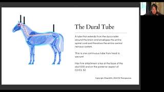 The Membrane System: Key Pillars of Craniosacral Therapy Profile