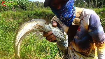 Câu rê cá lóc bằng Hunter V4 quá NHẠY cá