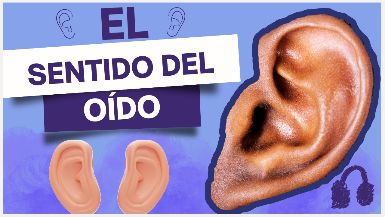 Para qué sirve el SENTIDO del OÍDO la OREJA y sus PARTES para NIÑOS
