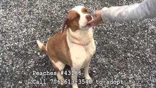 Athenspets 4 25 2015