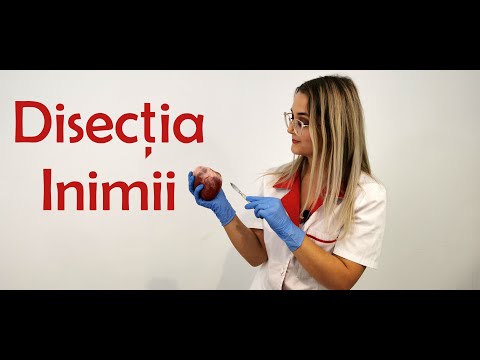 Video: Ce înseamnă cu adevărat termenul disecție?