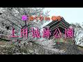 桜めぐり🌸春の旅 in 信州　「上田城跡公園の桜」