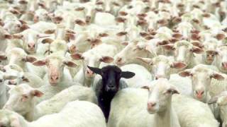 Clank - The Black Sheep