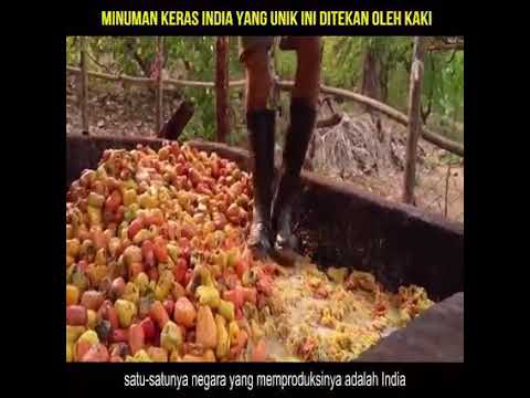 Video: Minuman Keras Labu Buatan Sendiri