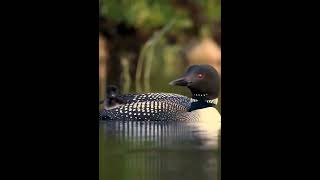 Common loon chick riding on momma’s back️Wild Life 52 #shortvideo