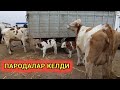 МАЛ БАЗАР 28-МАРТ/MAL BAZAR XOJELI/РЫНОК ЖИВОТНЫЕ/BIG BULLS IN THE WORLD/BIG COW