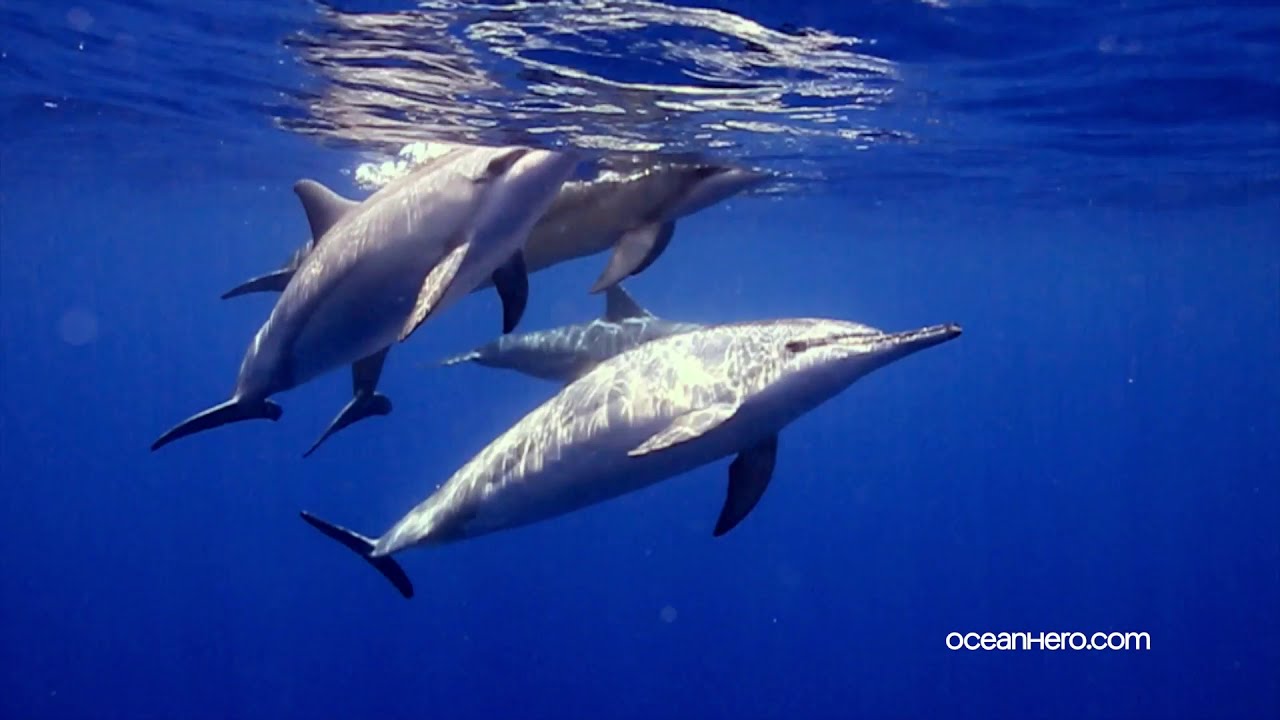 Oceanhero Open Tabs Save The Ocean Chrome Web Store