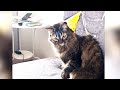 Cat reaction to Happy Birthday.