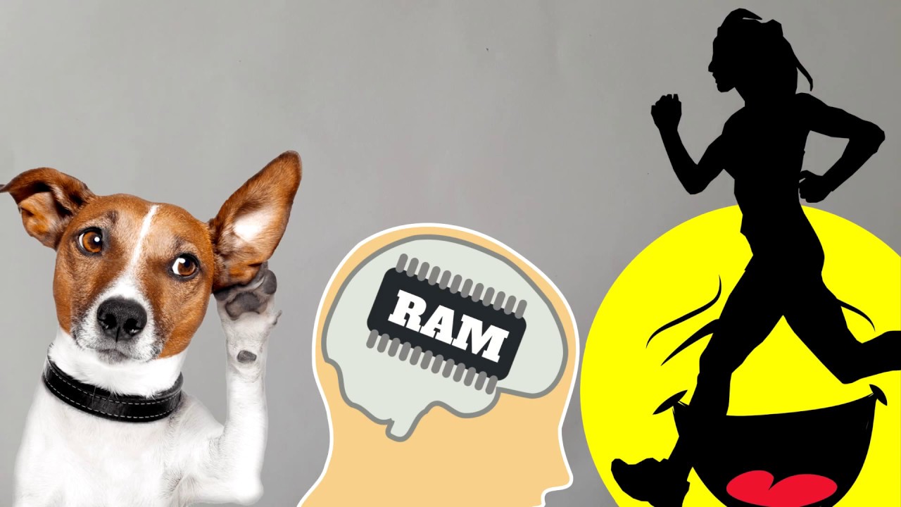 Las unidades funcionales de Luria (+RAP que resume el video en la descripción)