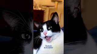 Cat Tumhara Kya Talent Hey