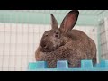 Animals Up For Adoption In Las Vegas