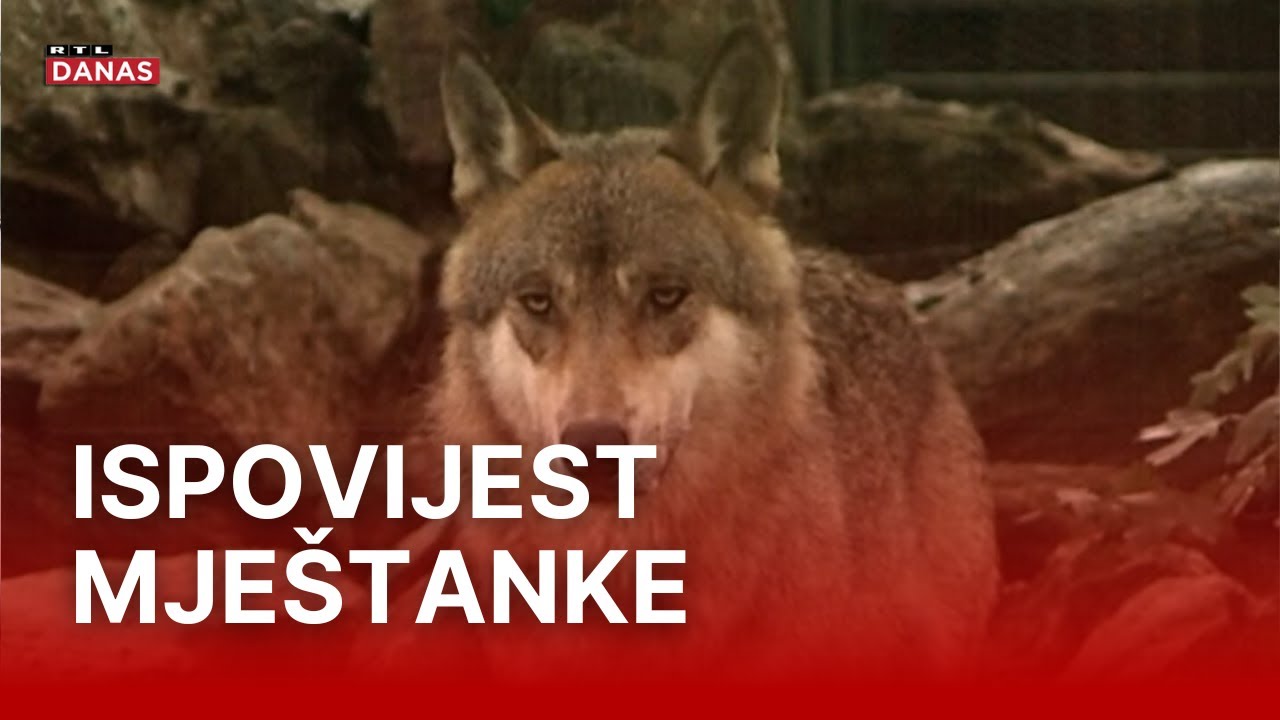 Vukovi u Kistanju ne napadaju samo stoku: 'Ljudi odlaze na pašu i više se ne vraćaju' | RTL Danas