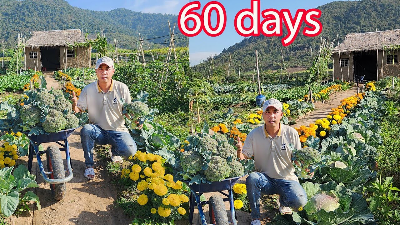 60 Days My Mountain Garden Transformation
