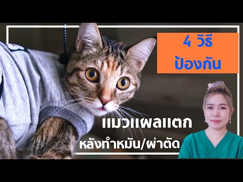 วีดีโอ: วิธีการหยุดอาการสะอึกของสุนัข