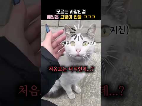 나도 드디어 냥줍하나 했는데... thumbnail