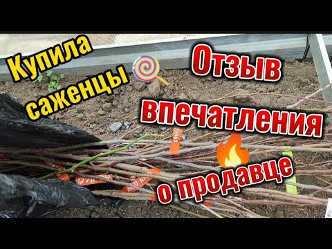 Высаживаем плодовые саженцы, плодородный слой в Каневском районе, отзыв о продавцеирастений с авито