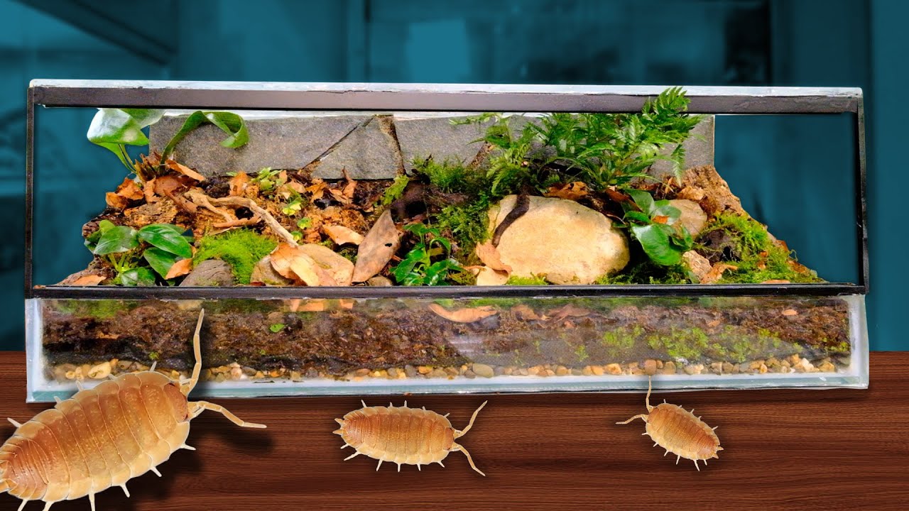 Building the ULTIMATE Isopod Tank