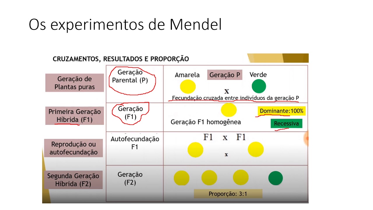 Aula 03 Parte 02 Os Experimentos De Mendel Biologia 9º Ano Youtube