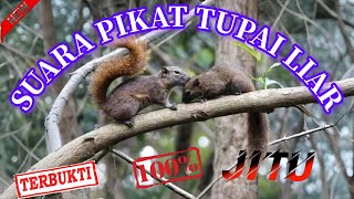 Tupai  Suara Pikat Tupai  Suara Memanggil Tupai mastengnex