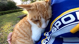 公園のベンチに座ったら野良猫が遠くからトコトコと歩いてきた