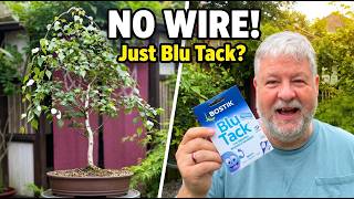 I Used Blu Tack To Style A Bonsai Tree… Here’s What Happened