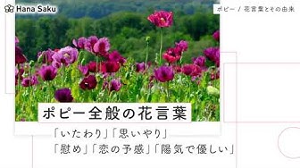 花言葉 Youtube