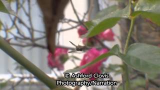 Ashpod84 wasp n caterpillar Ashpod84 wasp n caterpillar