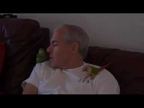 Parrots Ring Around the Rosie
