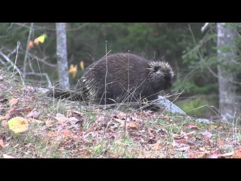 Acadia Porcupine Conversation