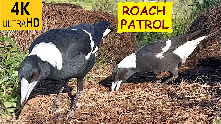 Magpies come for some bales; I collect eggs and grubs; quick tour of front bed; Australian birds UHD